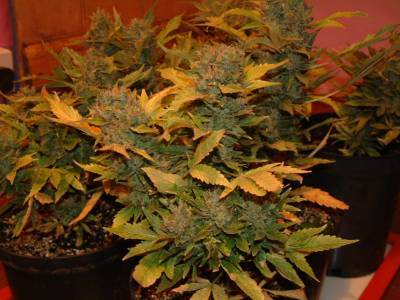 le cannabis ca deprime